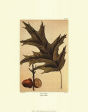 Chêne rouge Affiches par Francois A. Michaux