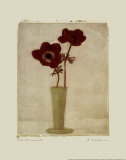 Red Anemones II Posters by Amy Melious Red Anemones II Posters by Amy Melious