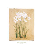 Flower IV Posters av Brigitte Beliose Flower IV Posters av Brigitte Beliose