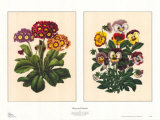 Pansy and Primrose Posters by A. J. Wendel Pansy and Primrose Posters by A. J. Wendel