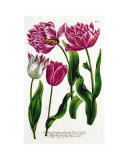 Single and Double Tulips Prints by Johann Wilhelm Weinmann