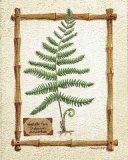 Vegetable Fern Prints by Susan Clickner