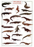 Crocodiles and Alligators Zdjęcie