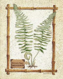 Hammock Fern Prints by Susan Clickner