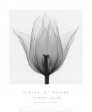 Tulipe Triomphe Affiches par Steven N. Meyers