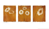 Gerberas blancs Affiches par Amy Melious