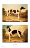 Two Greyhounds Prints by Benjamin Killingbeck
