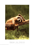 Robert Cushman Hayes - Hang in There - Poster Robert Cushman Hayes - Hang in There - Poster