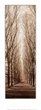 Poplar Trees Prints by Alan Blaustein