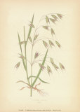 Grasses Prints by Edward Lowe