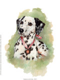 Dalmatien Affiches par Julia Crainer