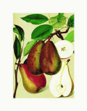 Clairgeau's Butterbirne Pears Prints