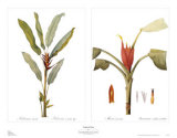 Tropical Floral Posters by Pierre-Joseph Redouté