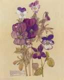 Wild Pansy Print van Charles Rennie Mackintosh