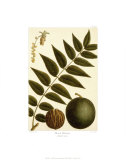 Black Walnut Prints by Francois A. Michaux