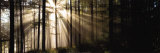 Zonlicht dat door bos valt Affiches van Irving Underhill Zonlicht dat door bos valt Affiches van Irving Underhill