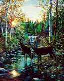 Deer, Summer Prints by Jeff Tift