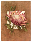 Tropical Squares II Poster by Barbara Mock
