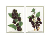 Raspberry and Blackberry Prints