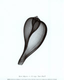 Tun Shell Print by Bert Myers