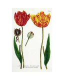 Tulipes et graines de tulipe Posters par Johann Wilhelm Weinmann