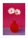 Gerberas Posters