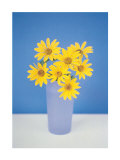 Gerberas Posters