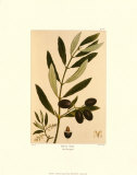 Olivenbaum Poster