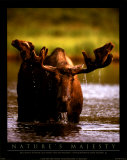 Bull Moose Posters by John Pezzenti Jr