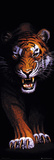 Tiger Prints