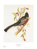South American Bird I Posters by John Gould