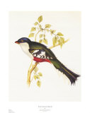Ave de Sudamérica II Arte por John Gould