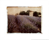 Lavender Prints by Amy Melious