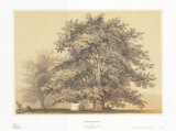 American Sycamore Prints by Able Hotchkiss