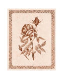 Sepia Rose II Prints by Samuel Kay