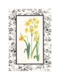 Jonquil and Narcissus II Print by Sarah Elizabeth Chilton