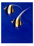 Moorish Idols Posters by Keith Siddle