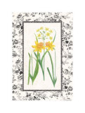 Jonquil and Narcissus I Prints by Sarah Elizabeth Chilton