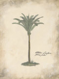Fibres Palm Print by Hewitt Fibres Palm Print by Hewitt