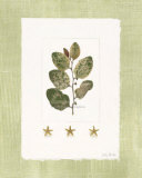Starfish Botanical IV Art by Leslie Mueller Starfish Botanical IV Art by Leslie Mueller