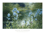 Blauer Klatschmohn Kunstdruck von Peter Ellenshaw