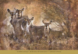 African Savannah I Poster by Marta Wiley