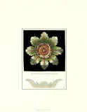 Antique Rosette VI Print by Carlo Antonini