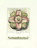 Pastel Rosettes II Prints by Carlo Antonini