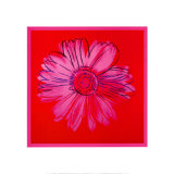 Gänseblümchen, ca. 1982 (Purpurrot und Pink) Kunstdrucke von Andy Warhol
