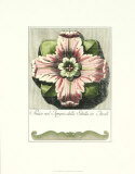 Pastel Rosettes III Poster by Carlo Antonini