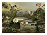 Waterlilies Posters