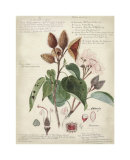Descube Botanical V Prints by A. Descube