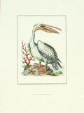 Pelican and Starfish Prints by Sydenham Teast Edwards