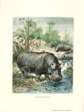 Hippopotamus Póster por Friedrich Specht Hippopotamus Póster por Friedrich Specht